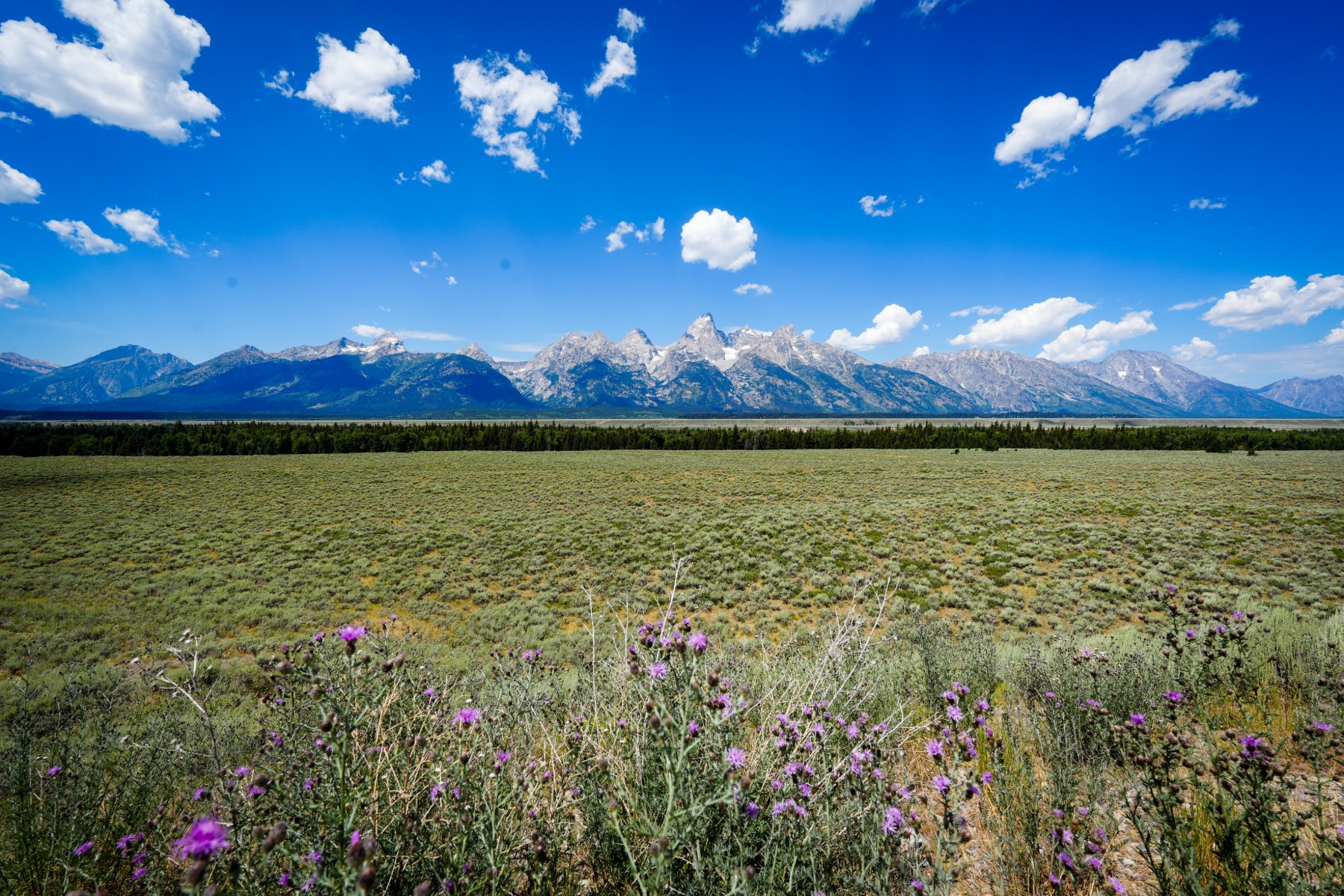 The Teton Range rising above a sagebrush flat with purple thistle wildflowers in the foreground, Grand Teton National Park, Wyoming